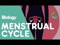 What Is The Menstrual Cycle? | Physiology | Biology | FuseSchool