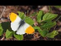 motyl zorzynek rzeżuchowiec ( Anthocharis cardamines; Orange-tip butterfly )