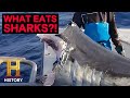 The UnXplained: Deep Sea Monster Bites Shark in Half! (Season 6)