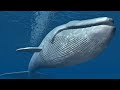 Huyu Ndio Nyangumi Ona Maajabu Fahamu Zaidi Whales Facts Will Shock You, Amazing Facts About Whales