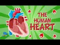 The Human Body: The Heart | Educational Videos For Kids