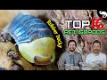 Top 5 Pet Isopods (oh, make that 16!)