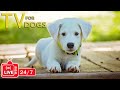 TV for Dogs 24/7: Video Endless Entertainment for Dogs - Anti-Anxiety & Boredom Music