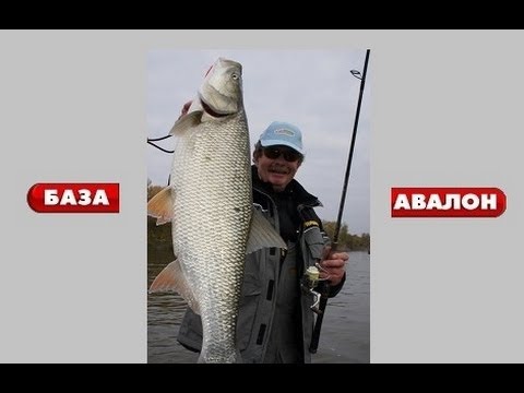 рыбалка в авалоне отчет рыбалка в авалоне отчет