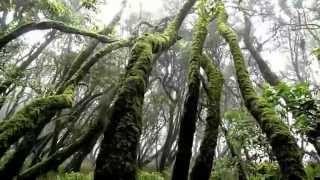 Garajonay La Gomera