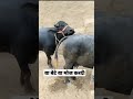 buffalo meeting//Short video