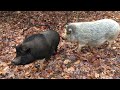 Pigs in woods while going fossil collecting
