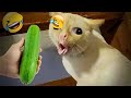 Try Not To Laugh Challenge🐶😻 - Funny and Cute CAT Videos Compilation 😍