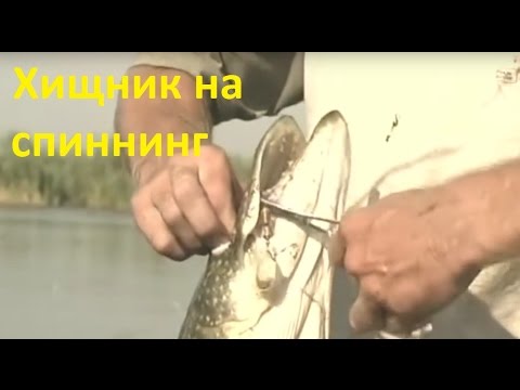 ловля на щучью кишку ловля на щучью кишку