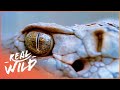The Lethal Western Diamondback Rattlesnake | Real Wild
