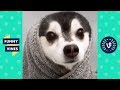 TRY NOT TO LAUGH New Year, New Funny Animals!