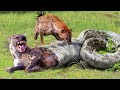 OMG! Hyenas Herd Rescue Baby From Python Constricting1002 Animals