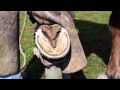 How to trim horse hooves: learn barefoot trimming the GoBarefoot way