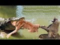 LIVE: Big mistake of TIGER when hunting the Giant ANACONDA! Tiger vs Anaconda, Hyena vs Lion
