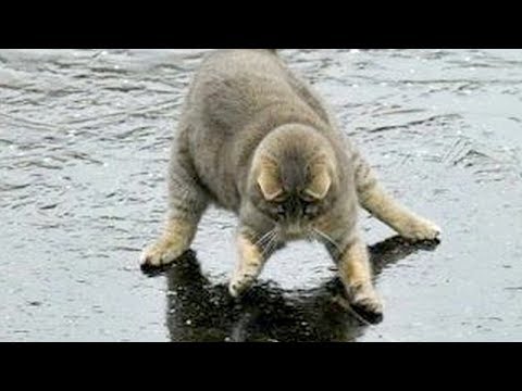 You will LAUGH SO HARD that YOU WILL FAINT FUNNY CAT compilation