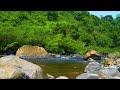 The best sounds of mountain nature, Birds singing and water flowing. ASMR
