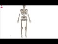 Bone types 3D || أنواع العظام