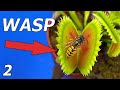 Wasp vs Venus Flytrap - Event 2