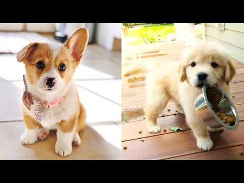 Baby Dogs Cute and Funny Dog Videos Compilation 25 Aww Animals