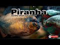 Piranha fish aquarium can use as meditation 🐟#piranha  #aquarium #meditation @srilankanstyle4566