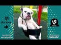 Try Not To Laugh Funny Animals Videos 2019 Dogs Are So Weird