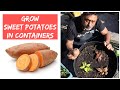 GROWING SWEET POTATOES FROM STORE BOUGHT TUBERS