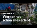 Werners uralter 25.000 Liter Koiteich | Modern Koi Blog #6629