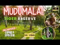 Mudumalai Safari : Spot Leopards, Elephants, And Tigers In The Wild ! #tiger