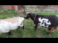 goats being goats
