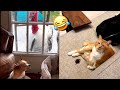 Funny Cats Dogs and other cute Animals🐶😹 Funniest Animal Videos 2024💥