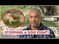 STOPPING A DOG FIGHT (Cesar911 Shorts)