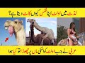 Most Amazing And Interesting Facts Of Camel In Urdu and Hindi