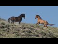 Wild Mustangs in America Wild Horses Stallions Fighting and Mares by Karen King