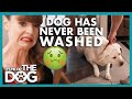 Not Washing Big Dog Causes a Stink! | It's Me or the Dog