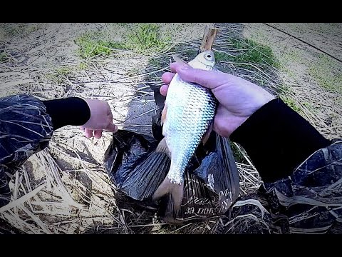 крупный карась на донку видео крупный карась на донку видео