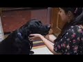 Oliver#Lab#Meeting her after a long gap..Missed Oliver's love🤩#Doggy#ytshorts