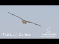 The Last Curlew: Action for Curlew Appeal 2024