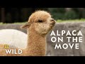 Alpaca Herd Goes for a Walk  | Secrets of the Zoo: Down Under