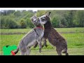 donkey fighting full mood