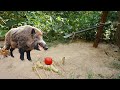 Creative Unique Wild Pig Trap Using Spade And Wood - Best Wild Pig Trap Using Spade