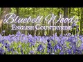 Bluebell Woods | English Forest Ambience With & Without Music | English Pastoral Playlist