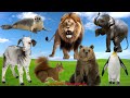 Animal sounds and images: Seals, Elephants, Penguins, Lions, Bears, Goat - Animal videos