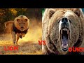 Download 10 Combats d'Animaux sauvages les Plus Impressionnants en Vidéo! Les Combats à Mort entre Animaux mp4 3gp mp3 videos - waplic