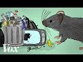 Download How rats take advantage of human failure mp4 3gp mp3 videos - waplic