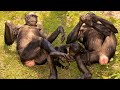 Bonobos: Most Endangered Apes in the world