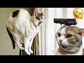 Best Funny Animal Videos -Funniest Cats /Dog Videos 2024🐶 😁#3