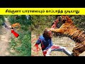 கேமராவில் பதிவான விலங்குகளிடம் சிக்கிய மனிதர்கள் | Animal moments caught on camera | Tamil Wonders