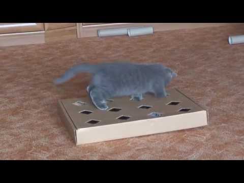 Своими руками игрушка для кота Своими руками игрушка для кота