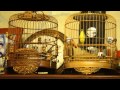 Download Pleci dada kuning juara nembak gacor tenan youtube original