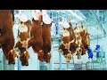 Incredible Rise Up Method For Cow| Care For Calves| Modern Milking 1000 Cows Money On The Dairy farm